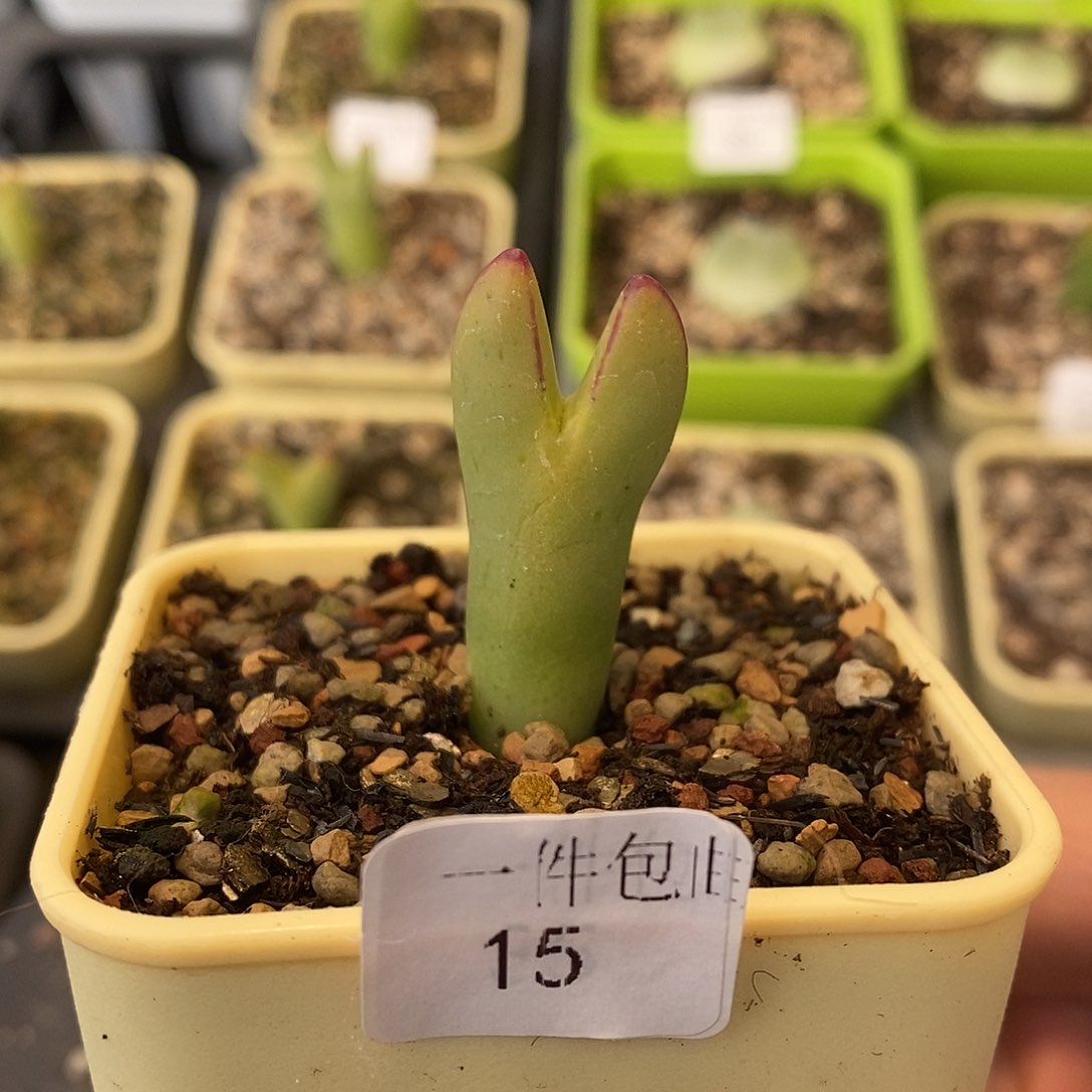 黄将多肉植物15号