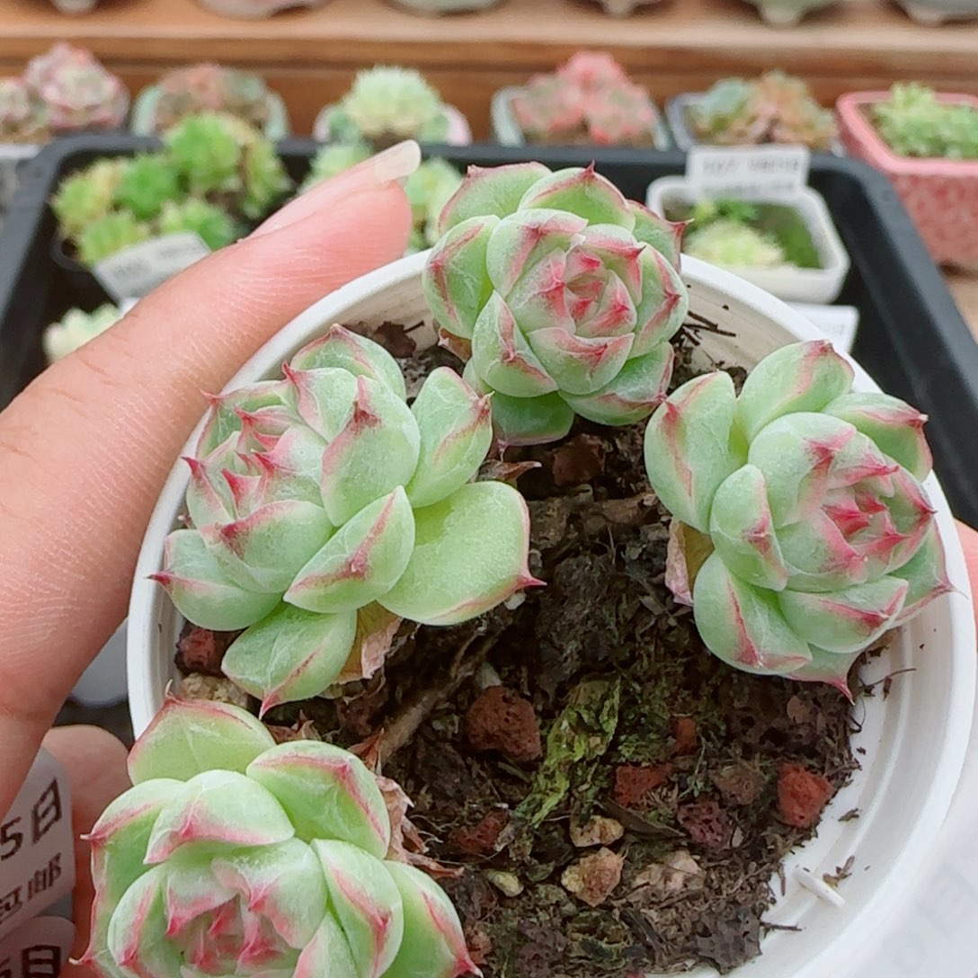 花语逸镜0925-114整