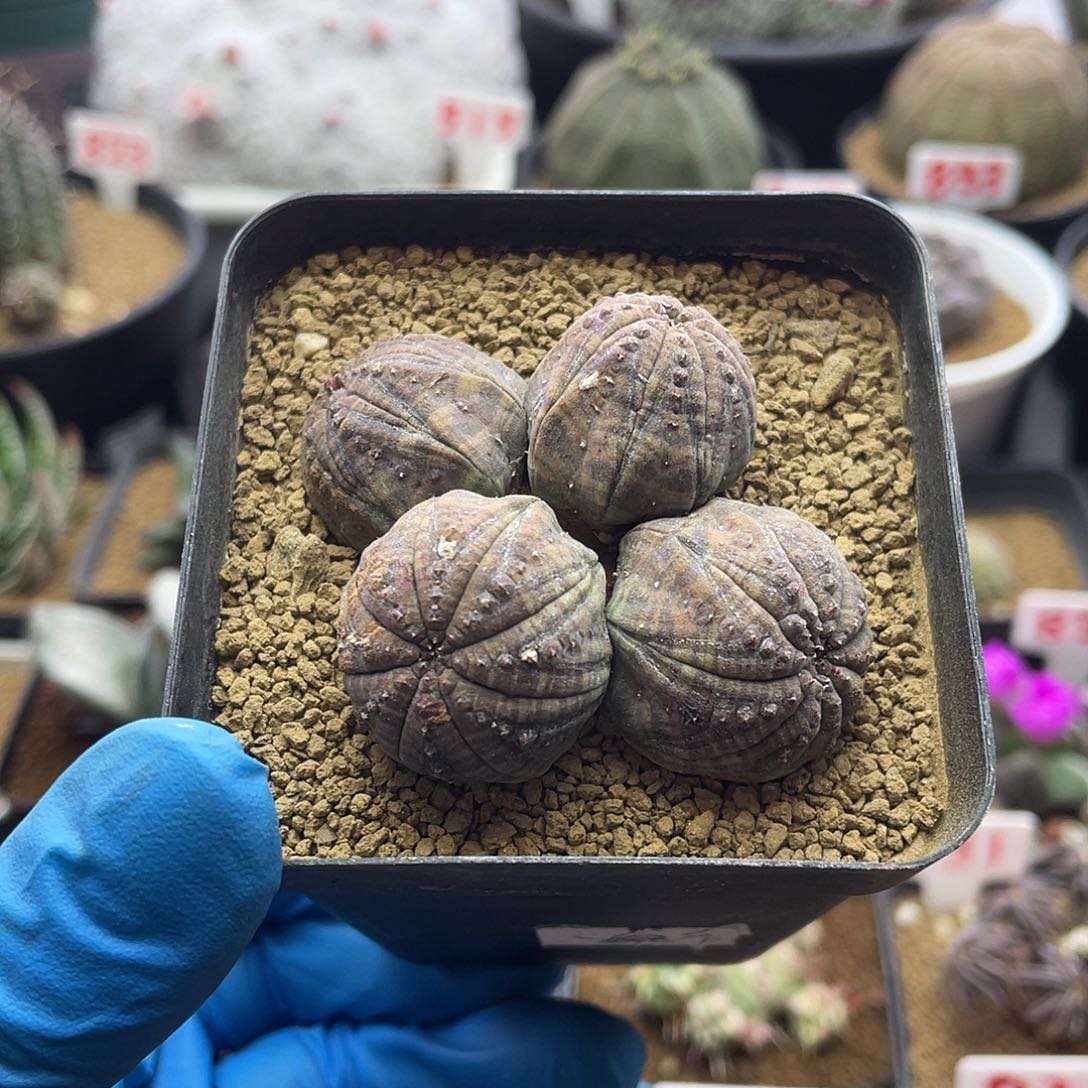 四头布纹球仙人球