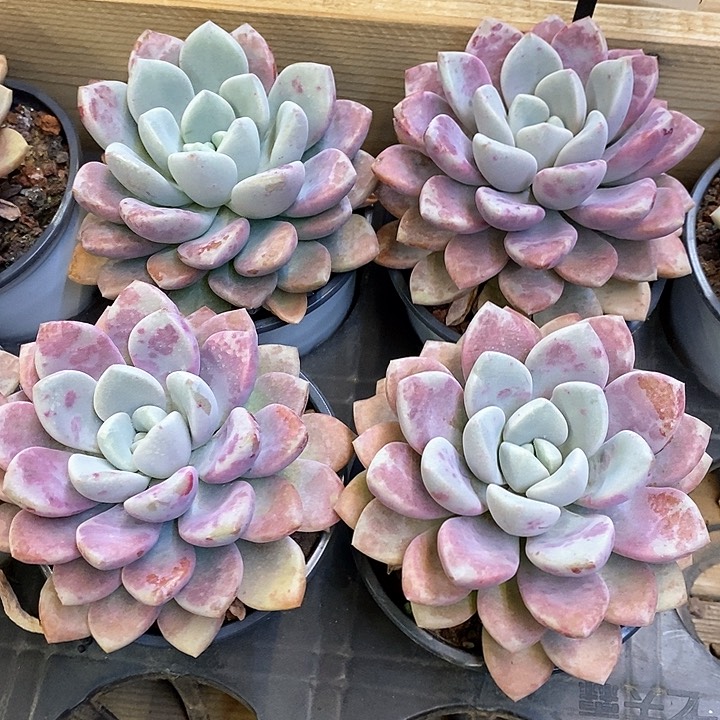 129。花班鹿。单头。