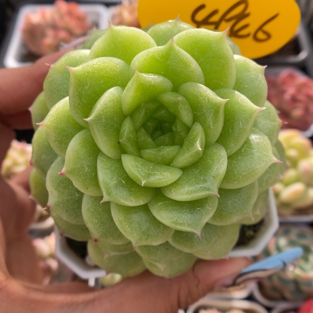 晶体麦秆可拍4946号