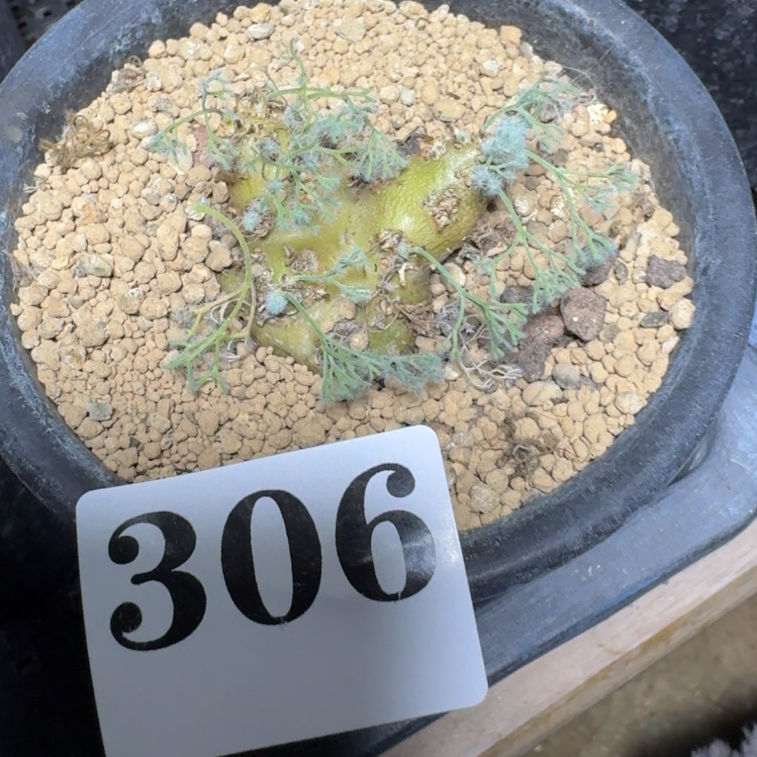 贝***白皮月界一物一拍多肉植物
