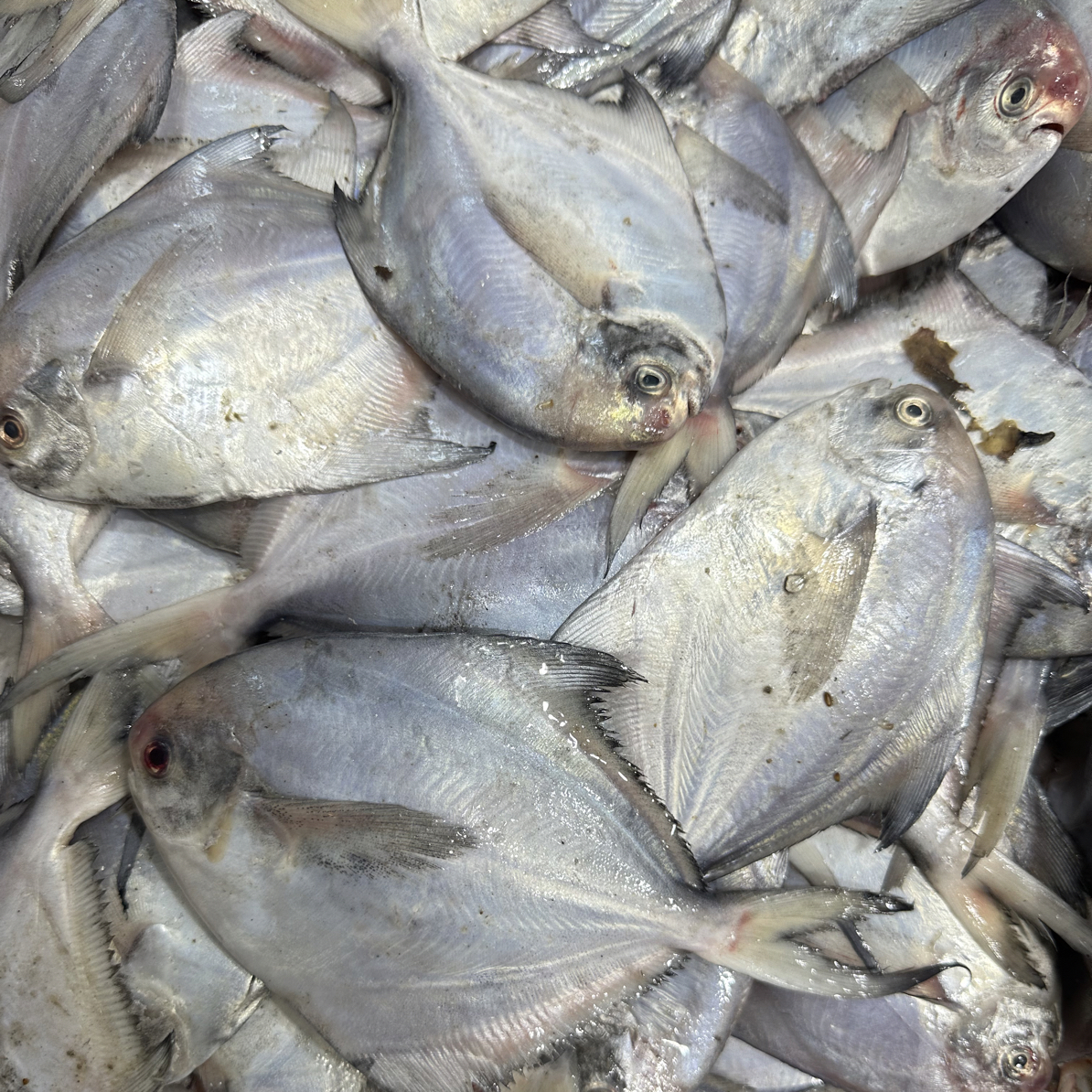 大连本地野生海捕银鲳鱼4斤顺丰发货