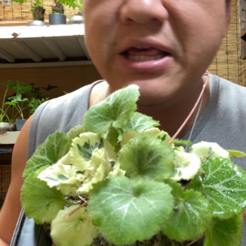 红陶一物一拍所见即所得276