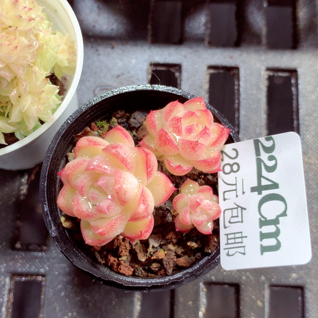 5厘米盆精控多肉224