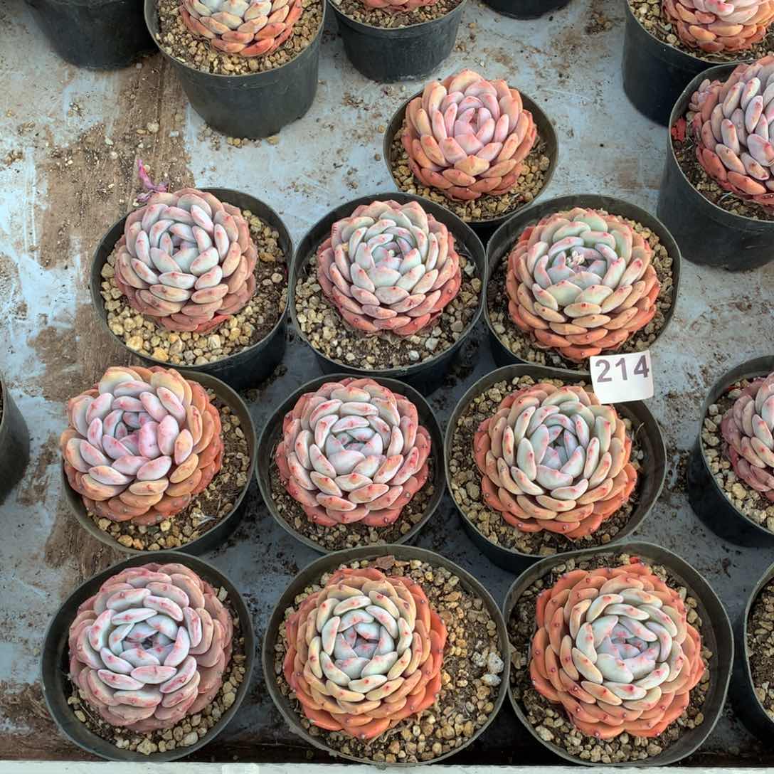 214橙子多肉植物组合