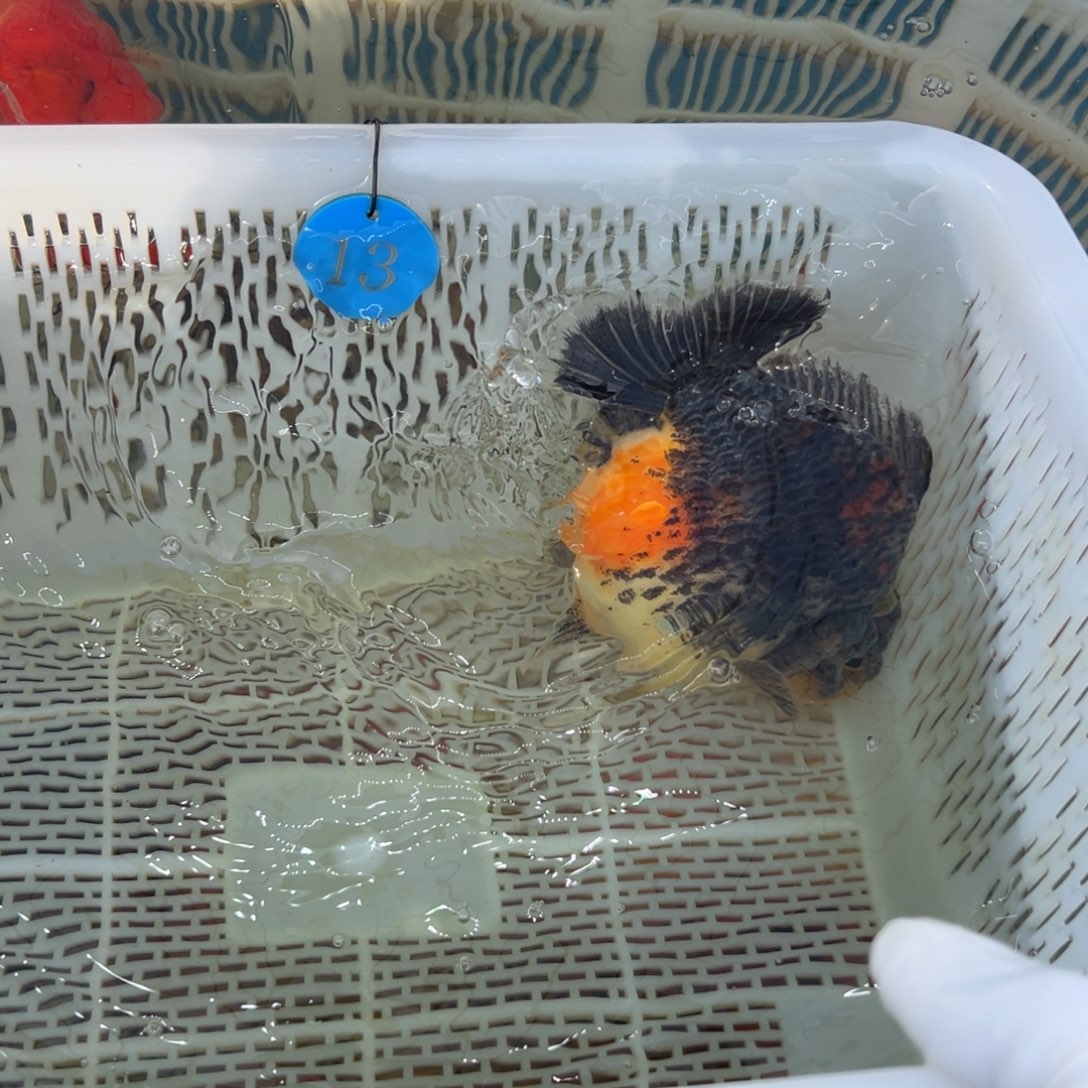 悟***德金鱼你好吗我好想你