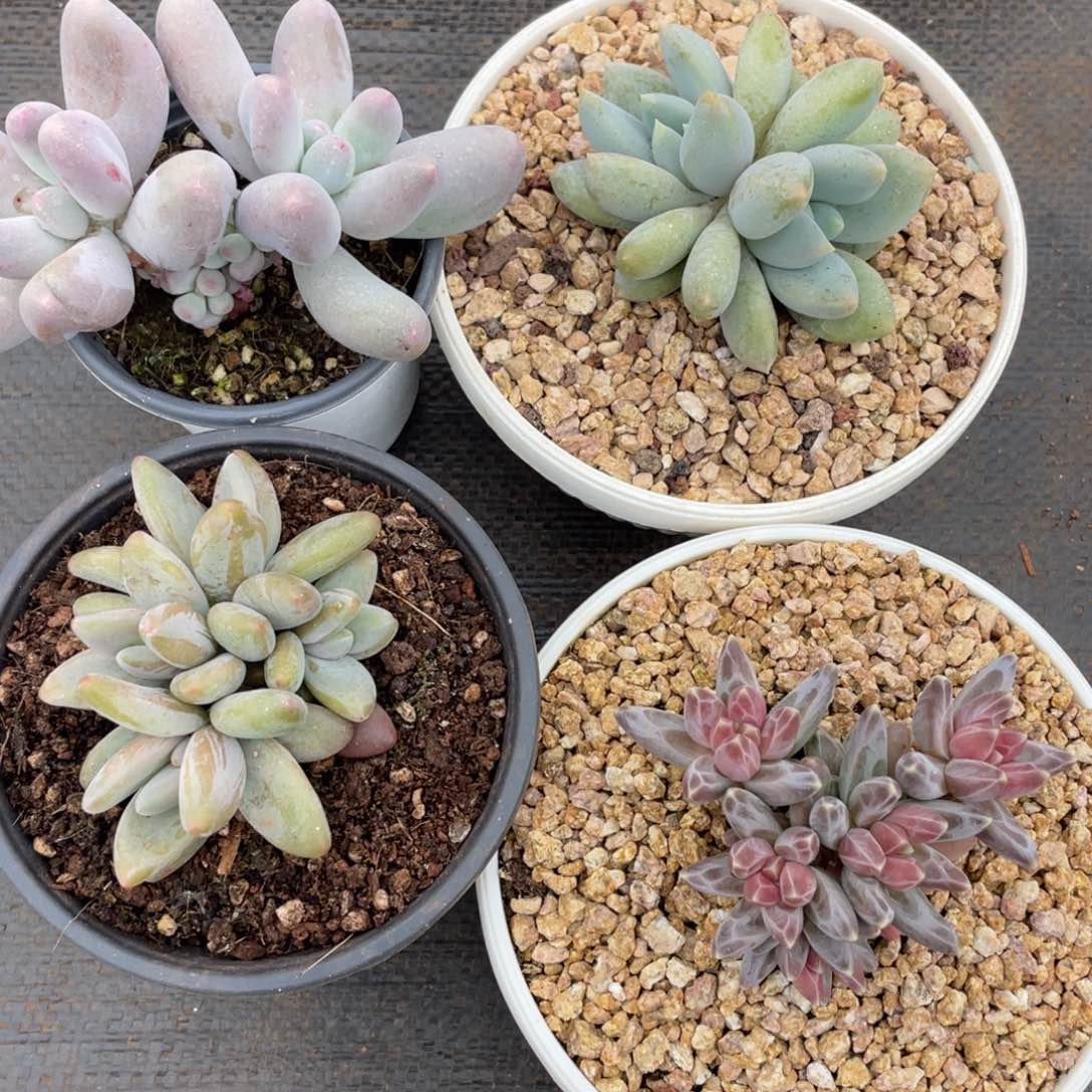 姐姐说她真的有男朋友就