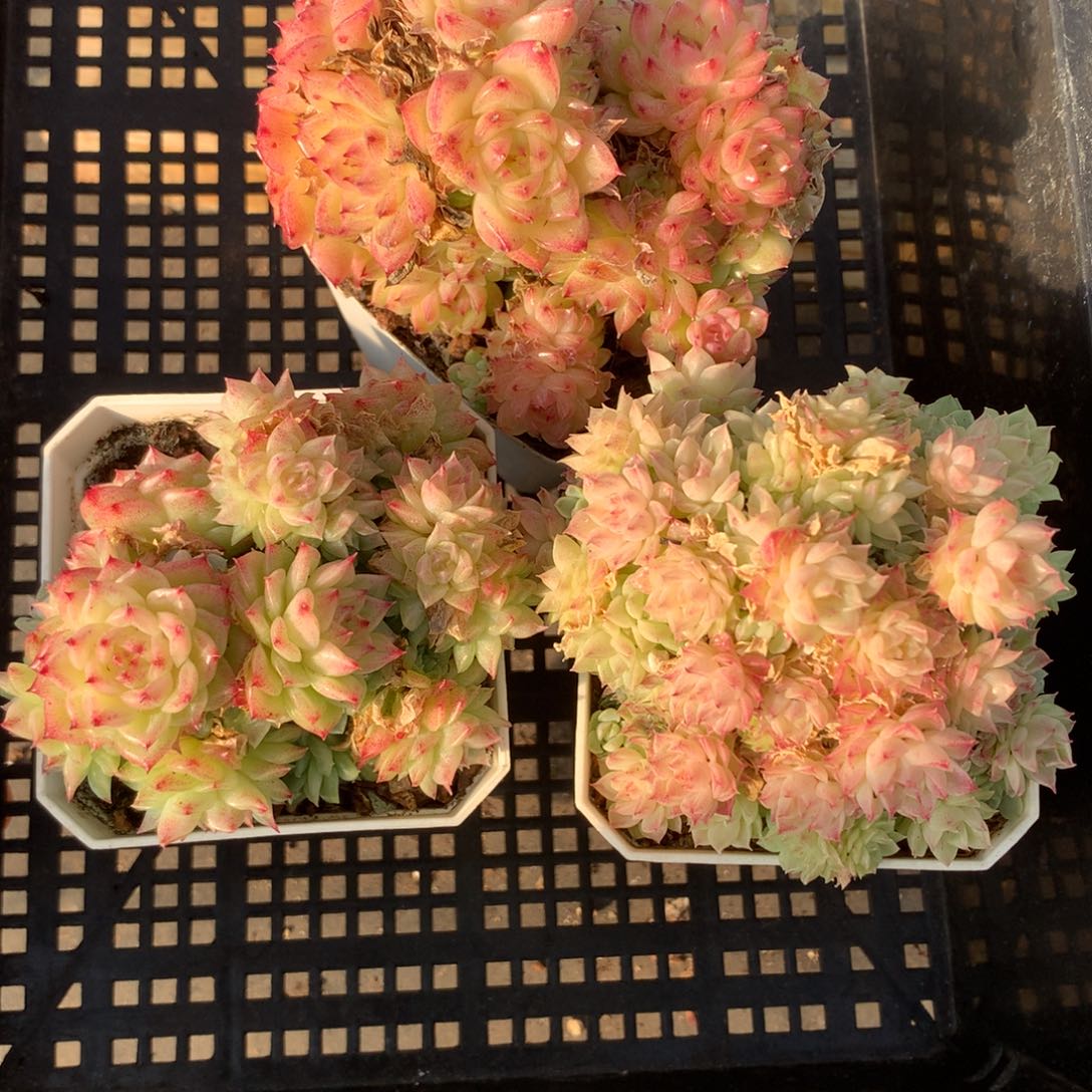 1203-43 套餐一组