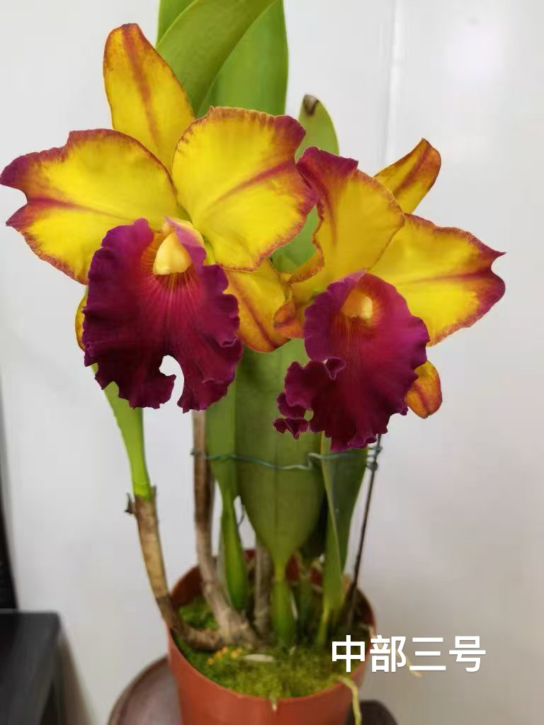 中部三号卡特兰花卉盆栽绿植物