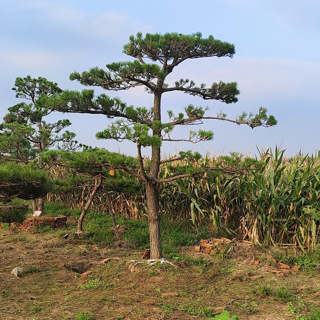 庭院景观必备四季常绿黑松罗汉松盆景地景树绿植送货上门户外