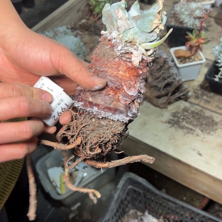 1988哈哈哈哈哈哈哈