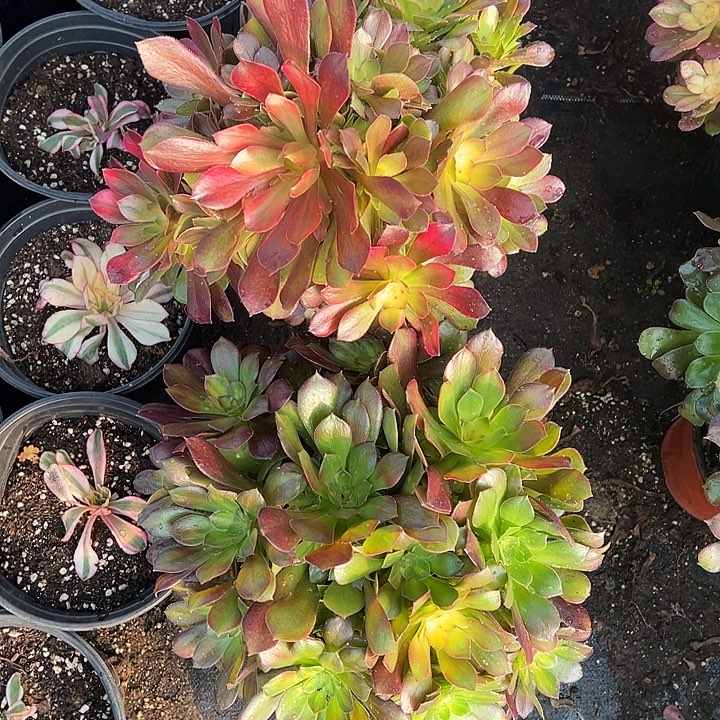 多肉植物子亩丹➕七彩不售后