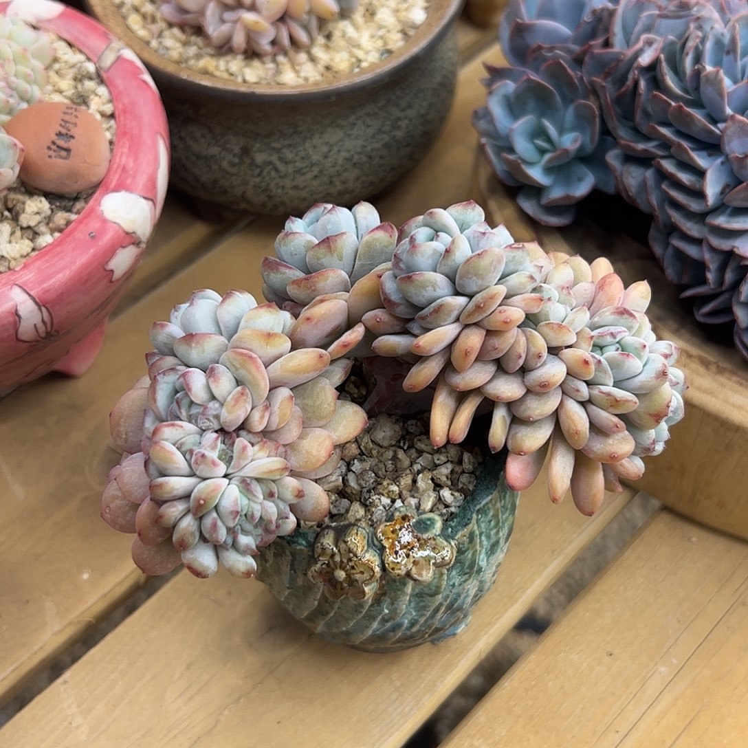 星星雪缀zzzzzzzz