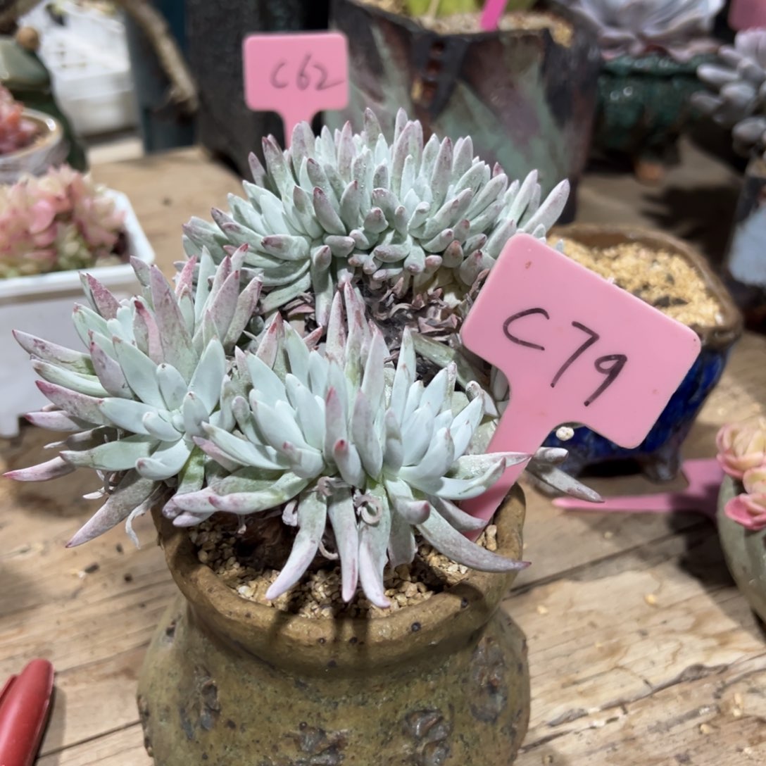 多肉植物一物一拍c79