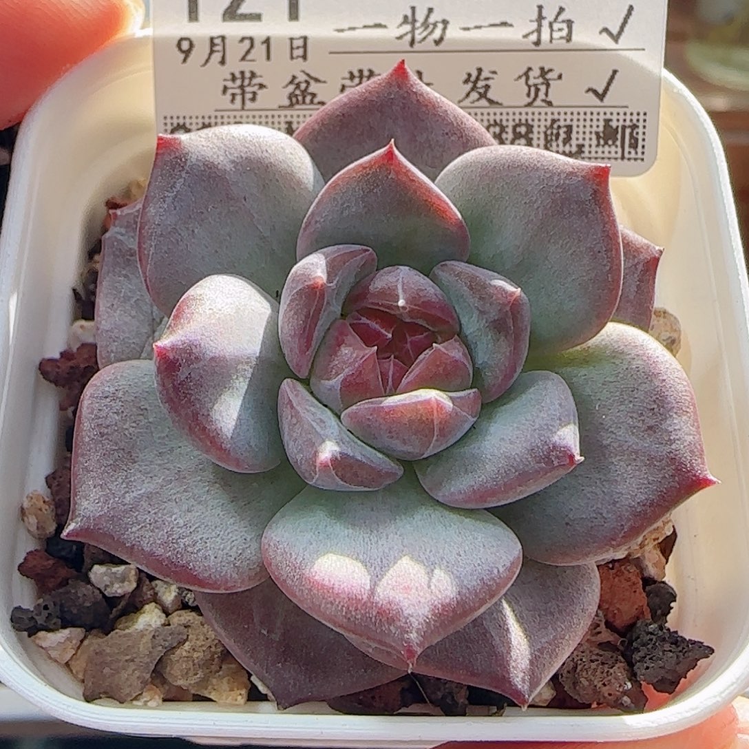 多肉0921--121琥珀天使