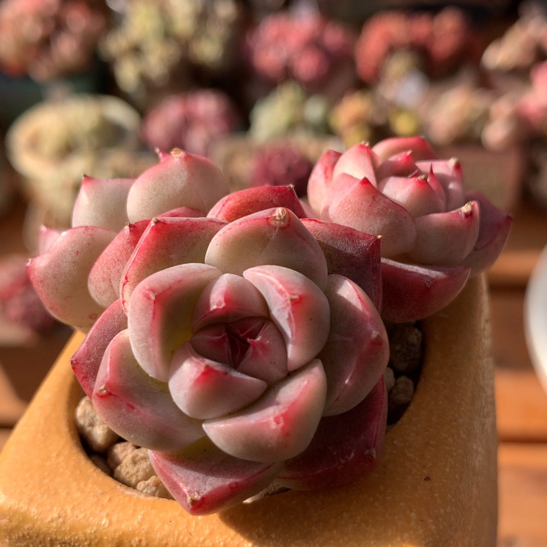 佳人一物一拍 003