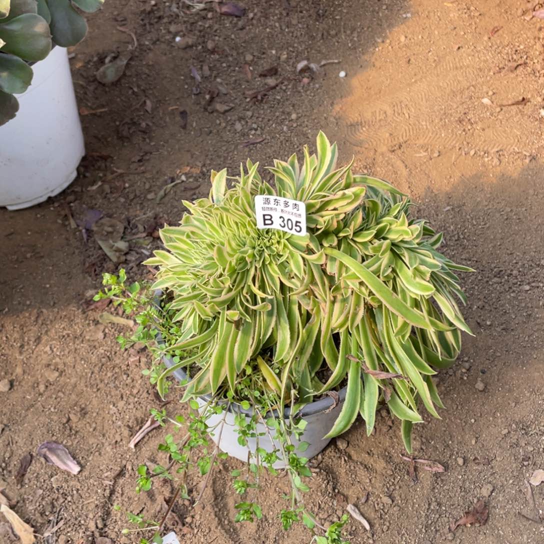 305缀化多肉法师断枝不包