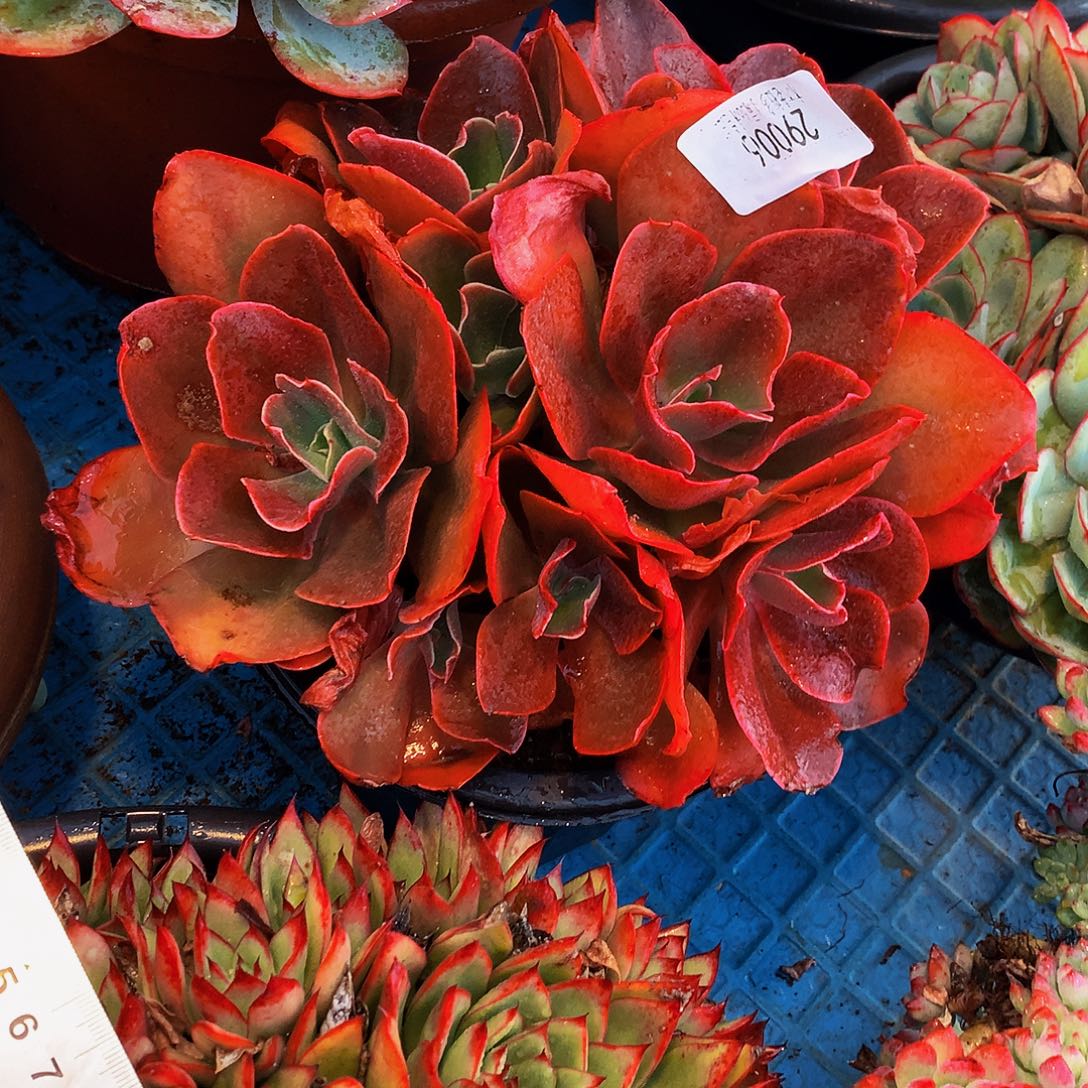 燕***儿    红酒杯多肉29006