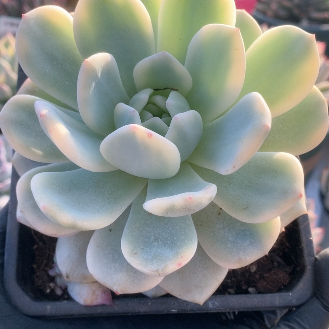 187梦露锦锦锦锦锦锦