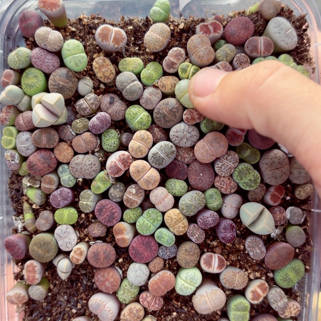 6146—生石花 生石花