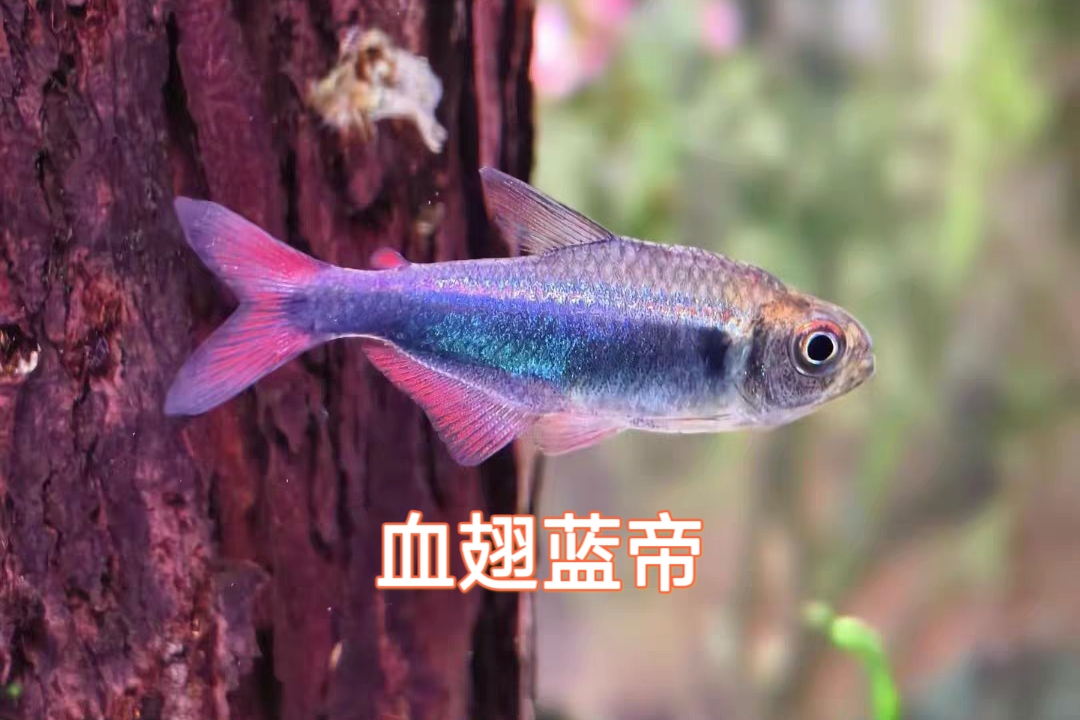 血翅蓝帝帝王灯黑灯鱼蓝帝王高端灯鱼淡水鱼灯鱼