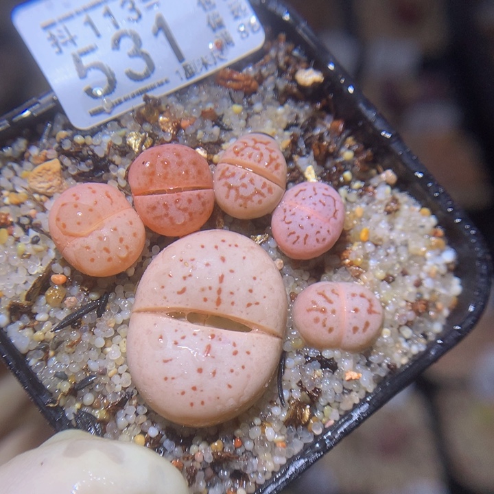 绝绝子生石花113.531