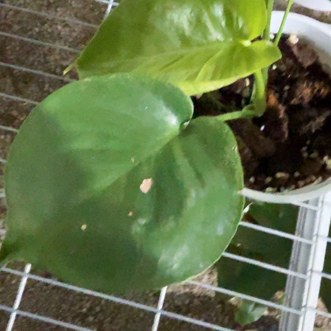 消***K无花朵龟背竹一物一拍