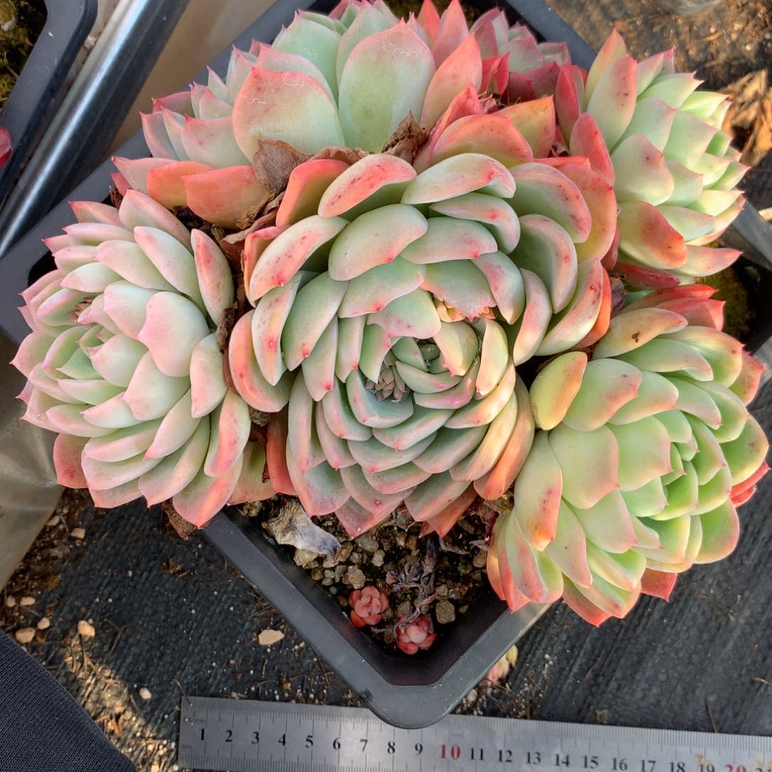  2093杂交多肉老桩