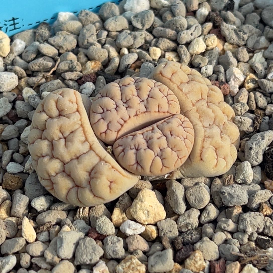 9910凹凸脑纹189一颗