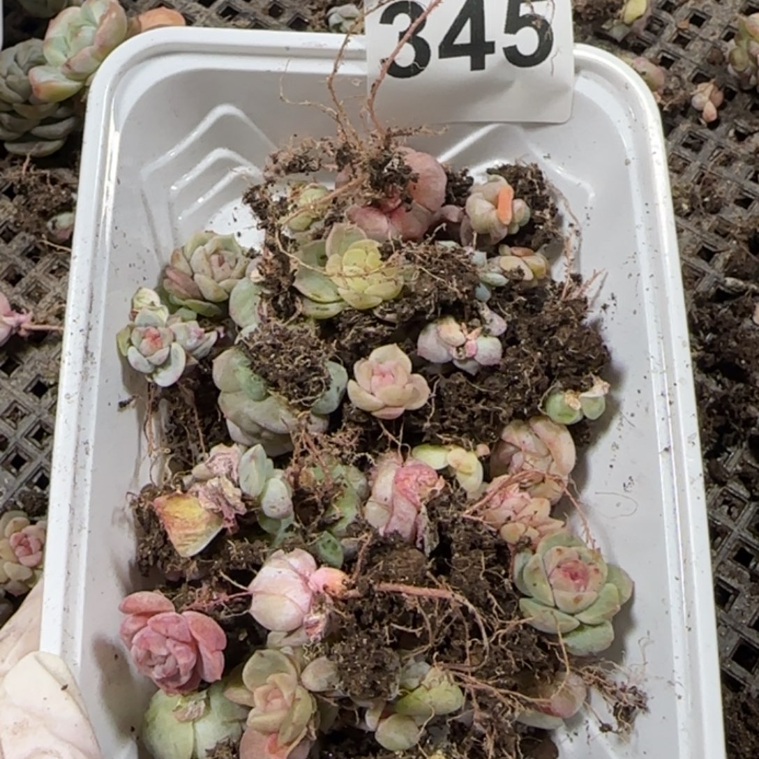 渣***渣345 号王者系列多肉一盒