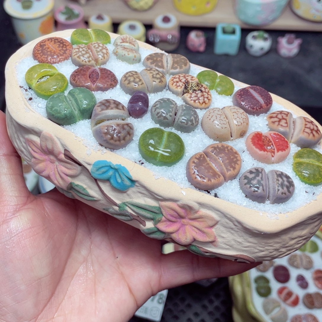 w8781 带盆土发货-零下地区拍保温箱