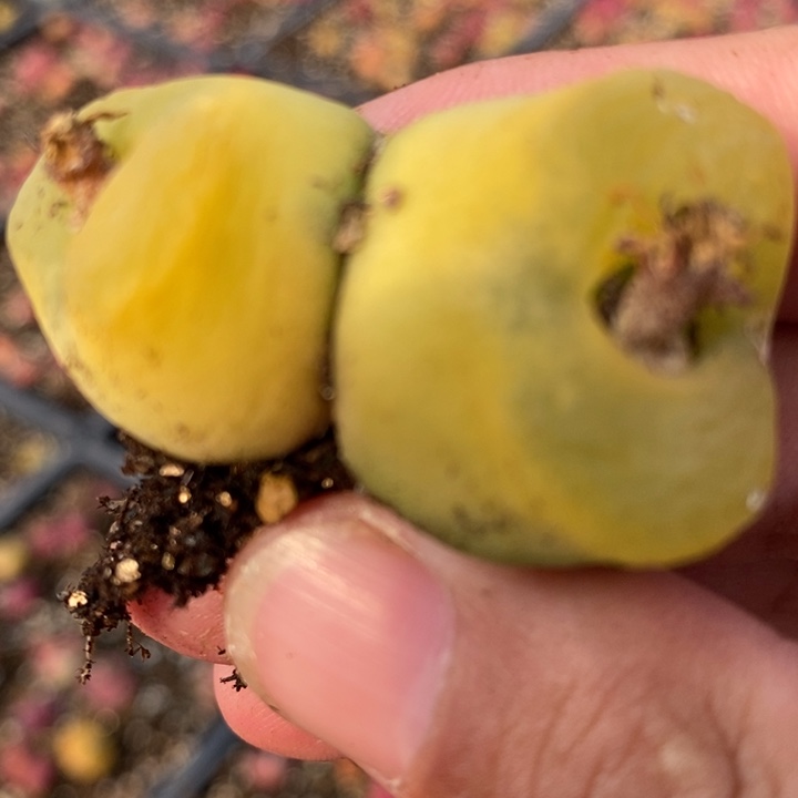 1891黄金蟠桃一颗