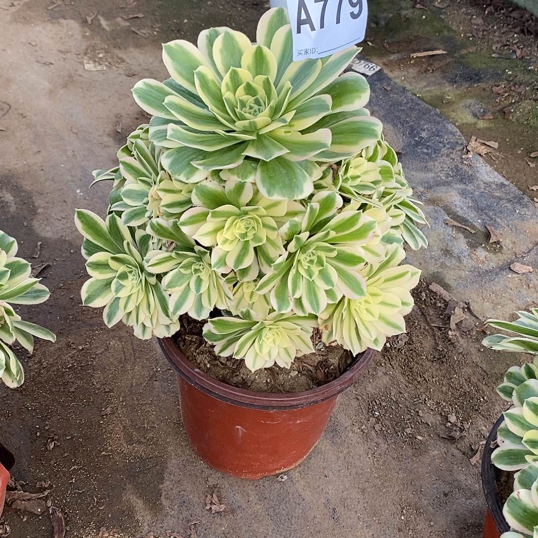 迈巴赫多肉法师779