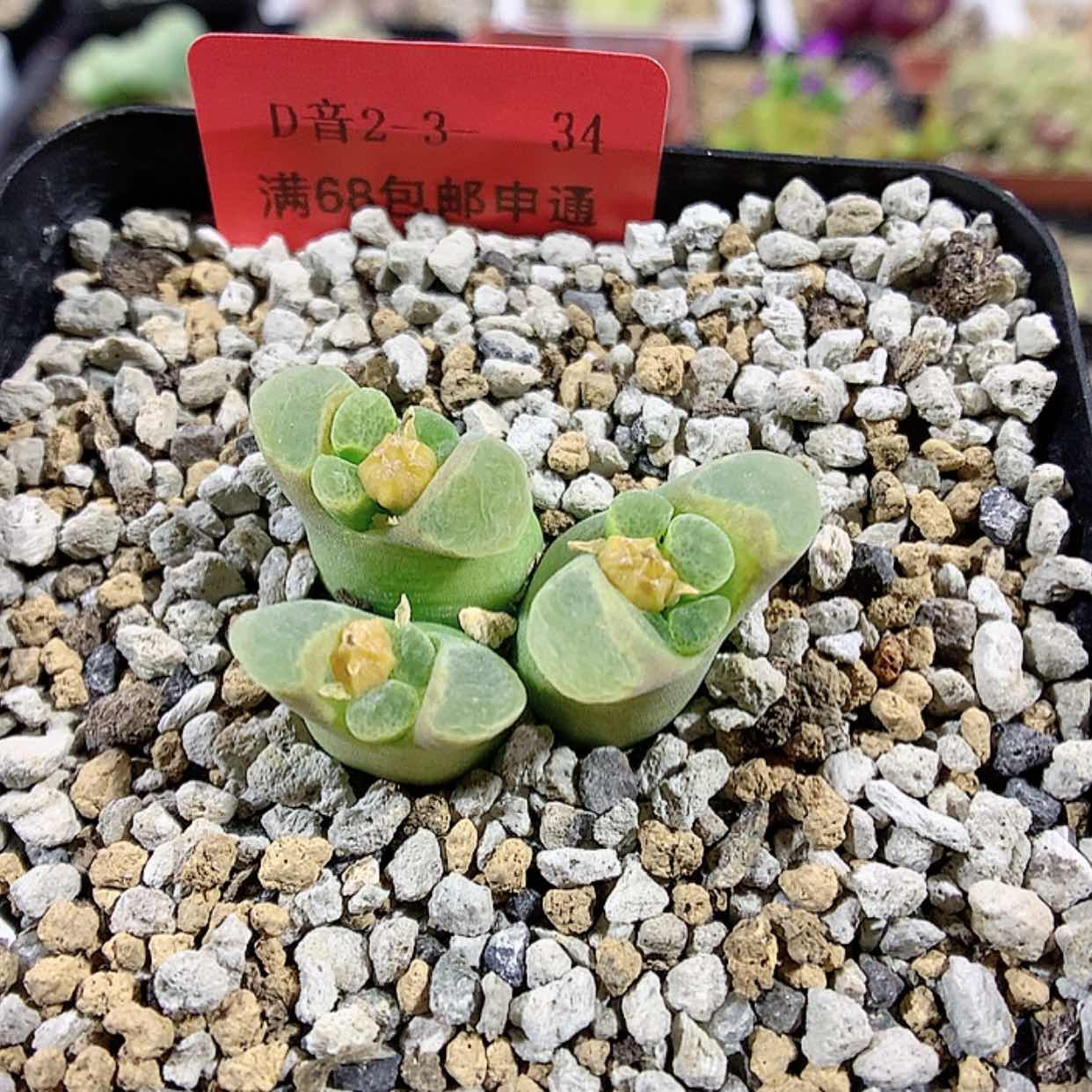 【闪购商品】2-3-34 风铃肉肉 30