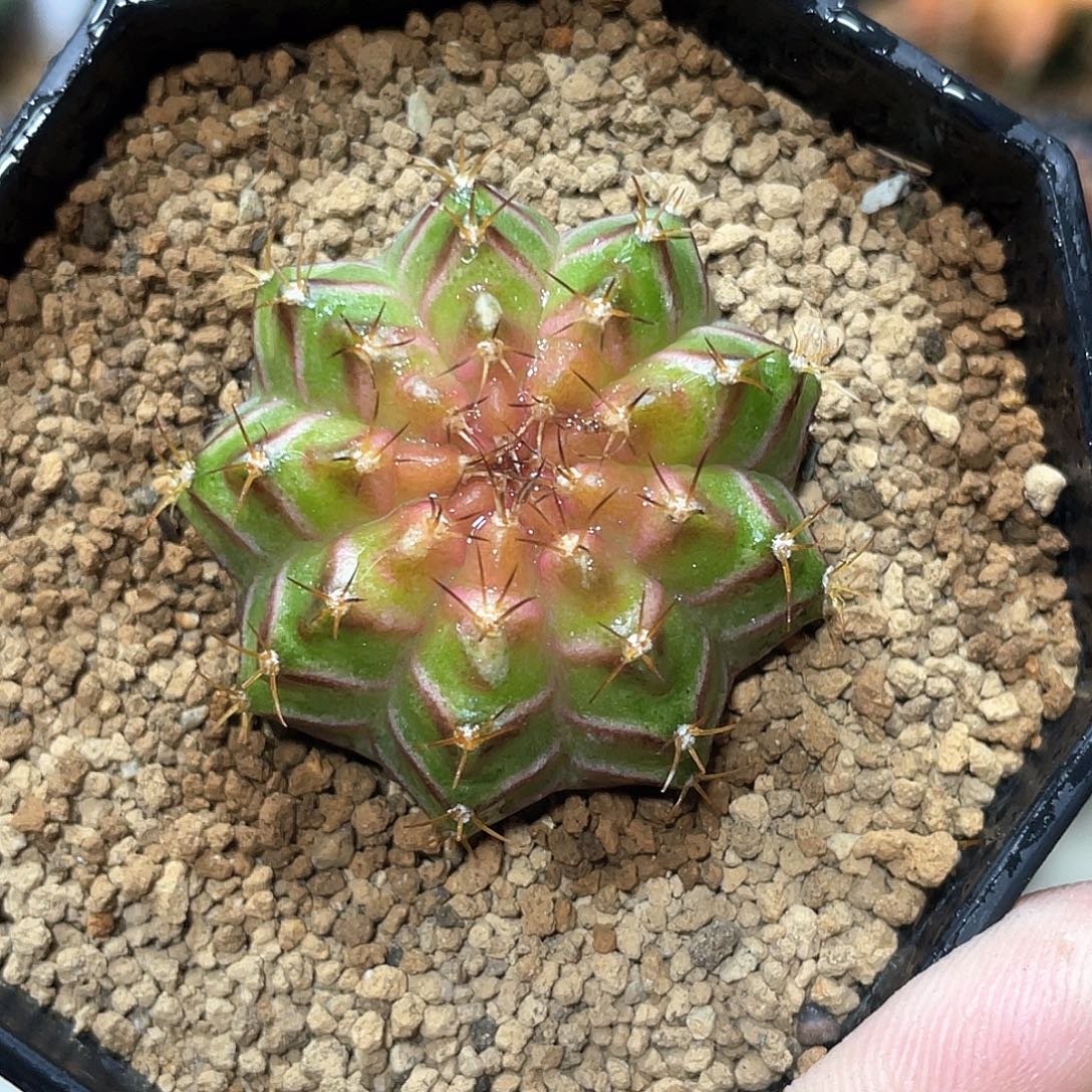 无花朵泰系实生根，轮回21