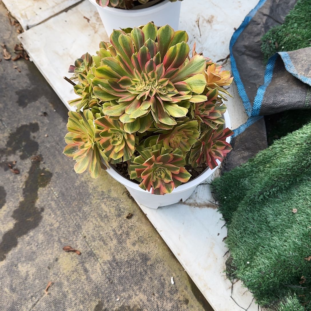 流***沙洛神坠，多肉植物生长