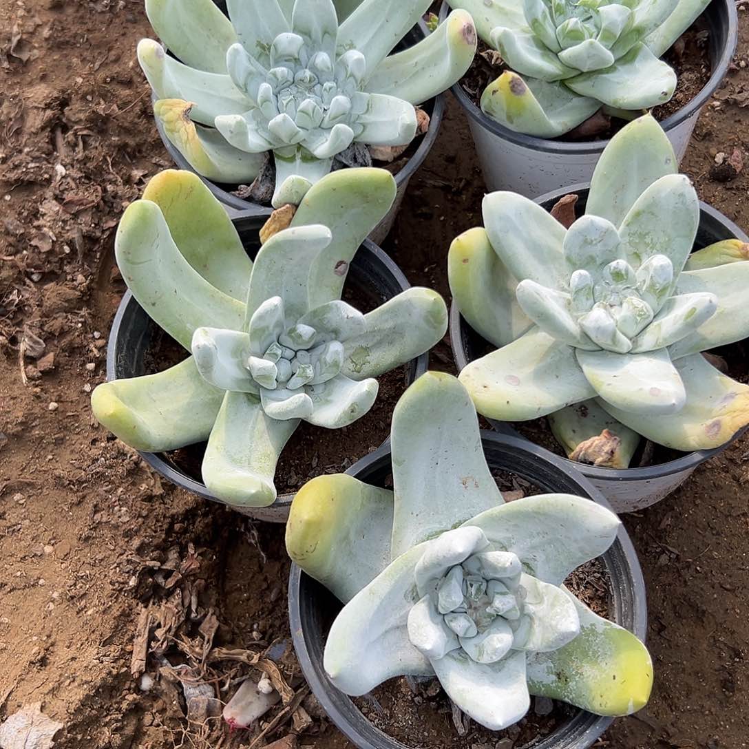 三***秋多肉植物五颗拇指