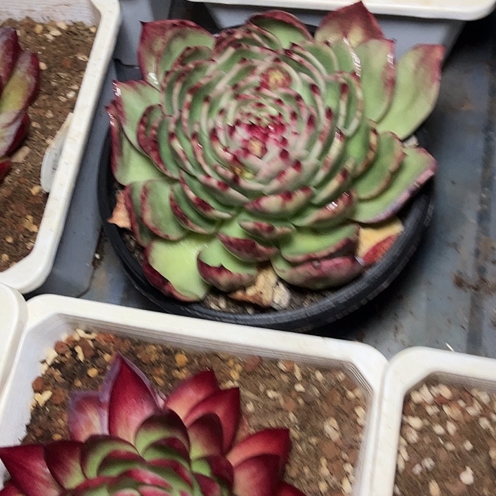 多***肉惊鸿仙子多肉植物198