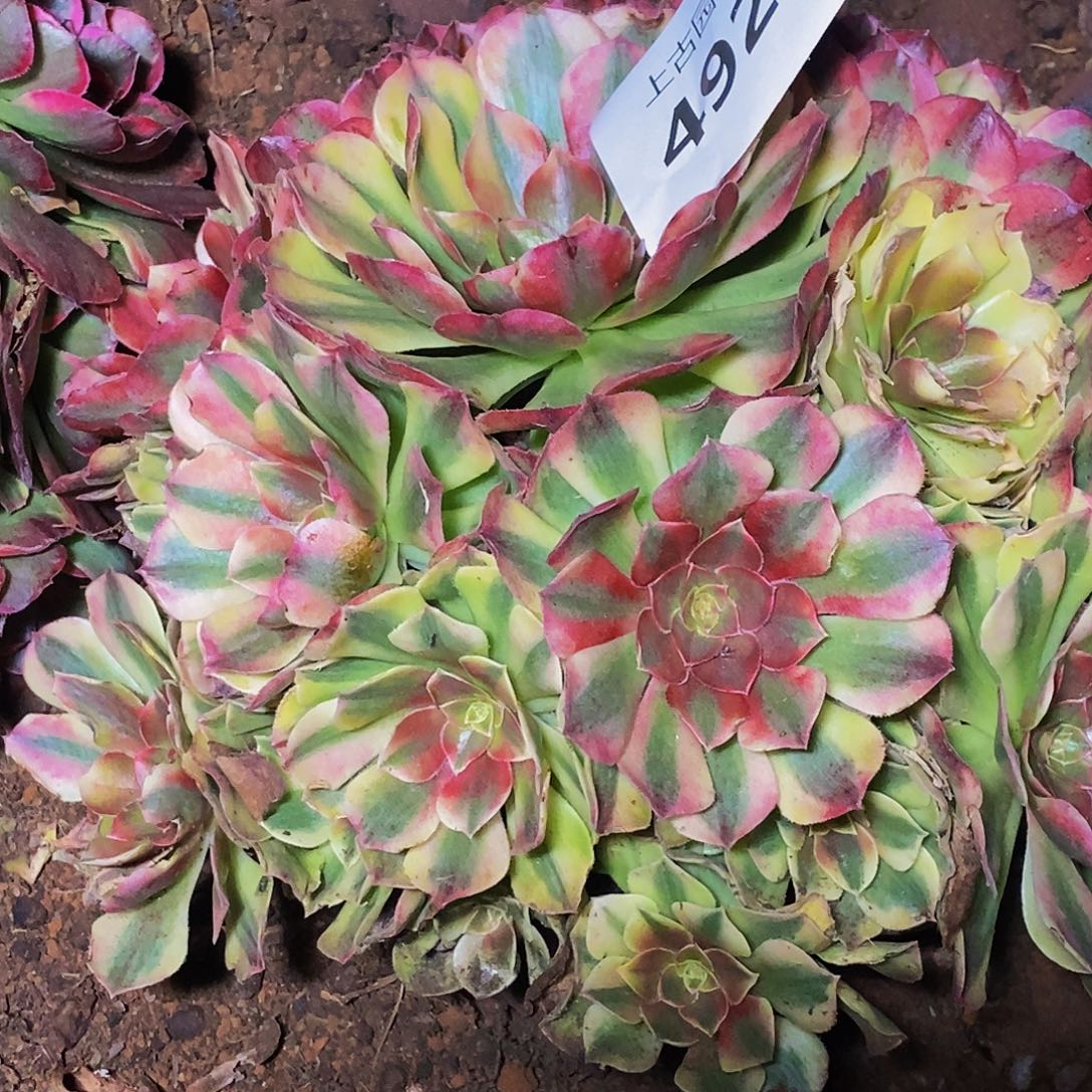 上古园艺多肉法师492