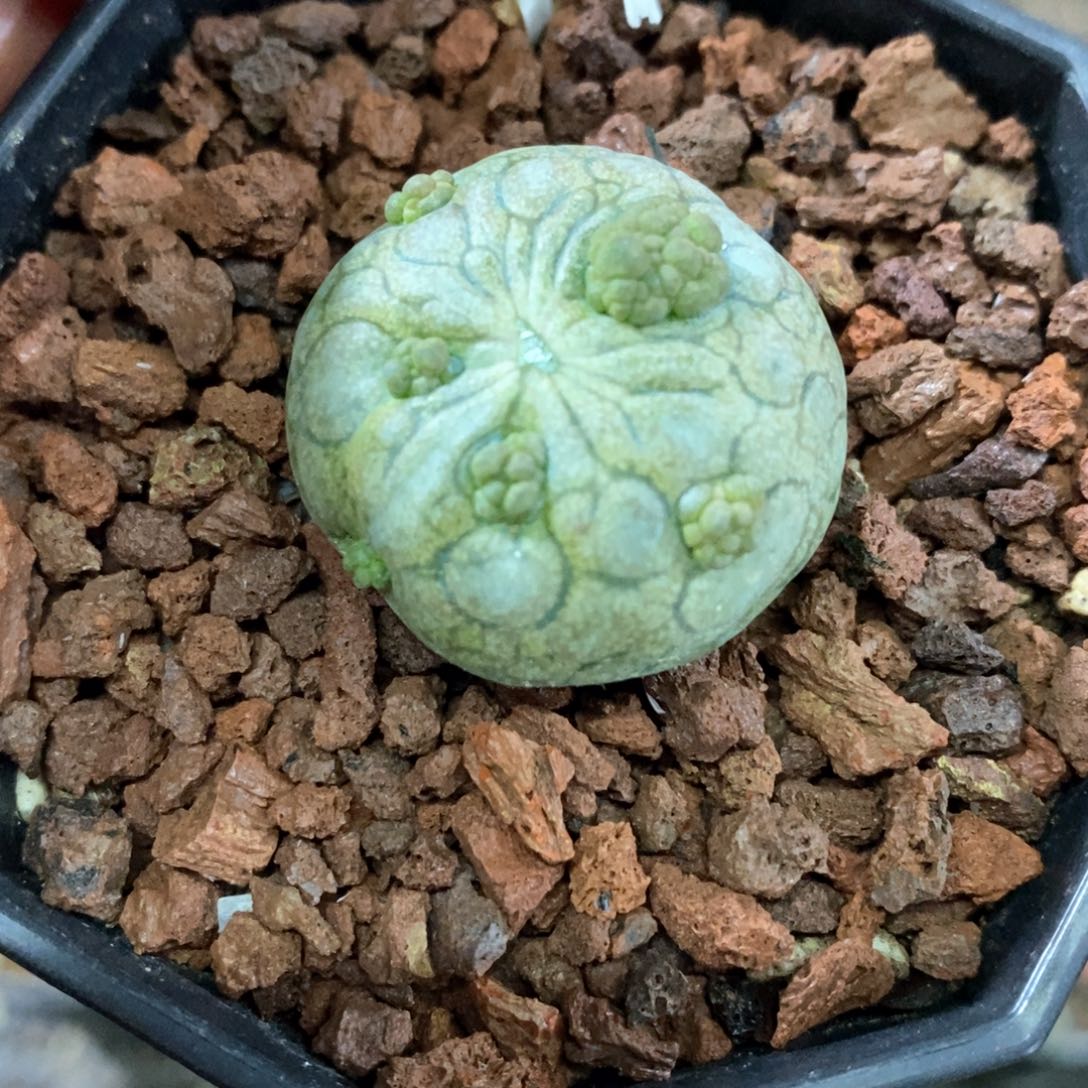 孤品实生稀有爆仔凝蹄玉变异2.8cm仙人球