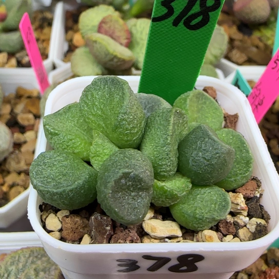 编号378底叶插，四方盆发