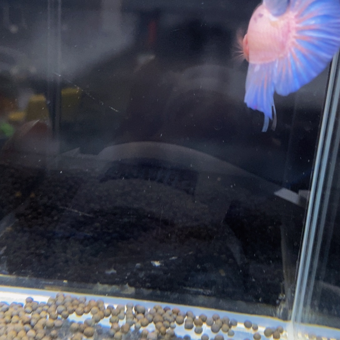 斗鱼297巨斗11111