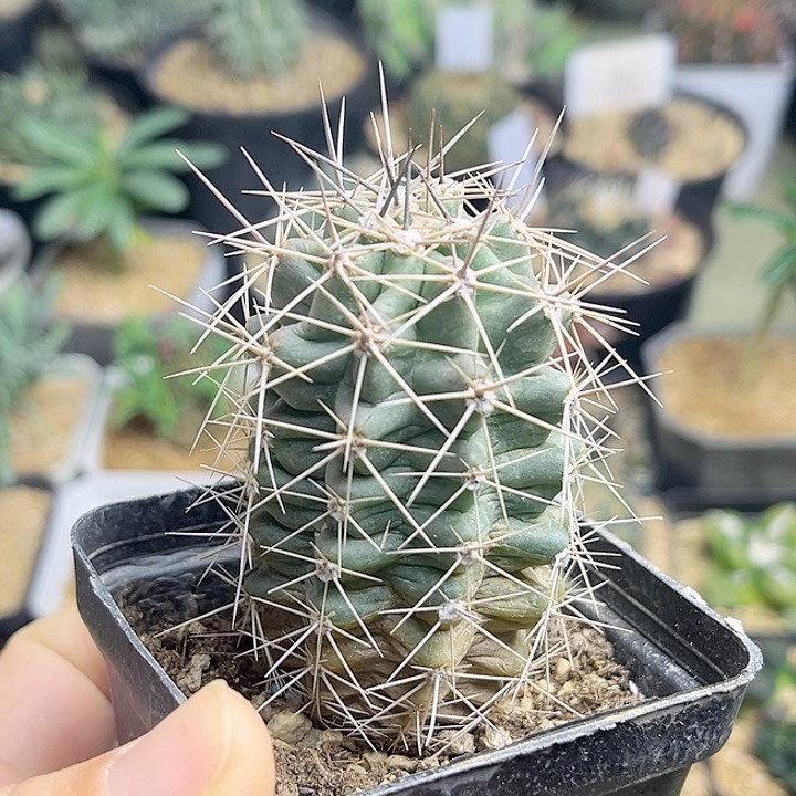 篝火虾实生球4.2公分冠幅