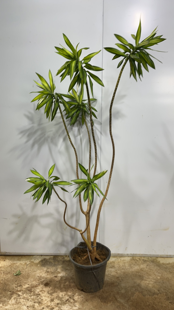 百合竹室内净化空气绿植