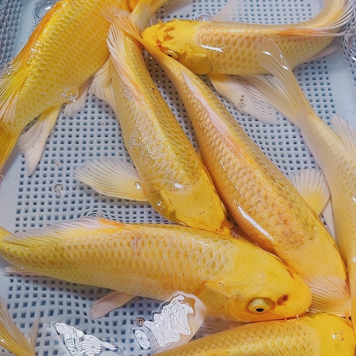 海水鱼锦鲤观赏鱼