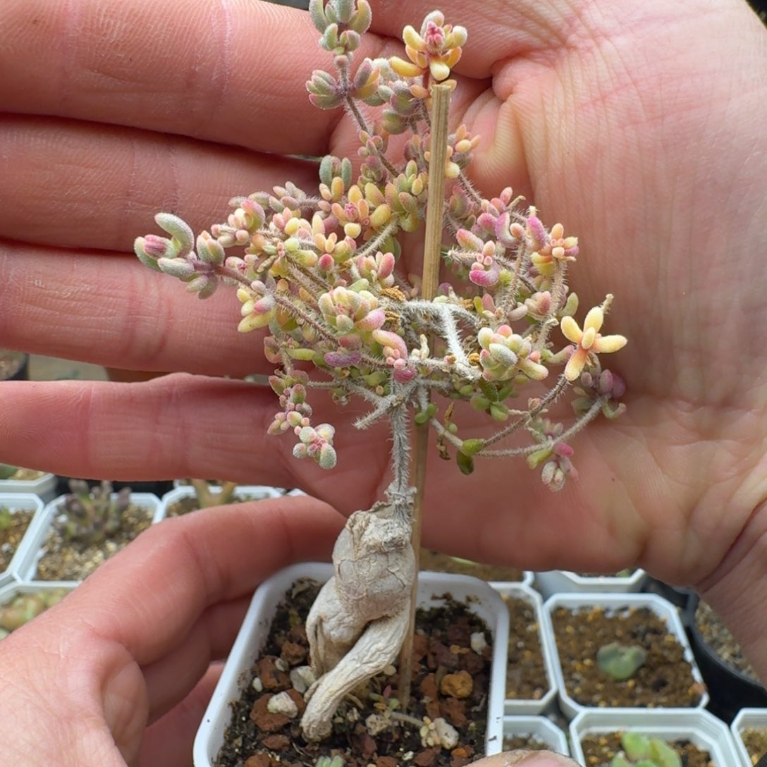 红宝石锦嫁接多肉。