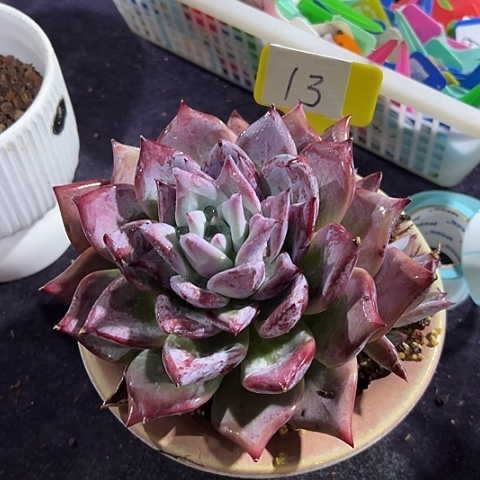 13祖母绿一个脱土多肉