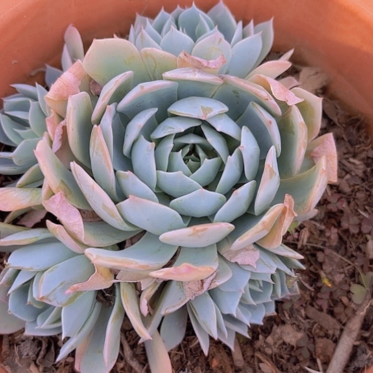 多肉植物。。。。。。。。。。。。。。。。。。。。