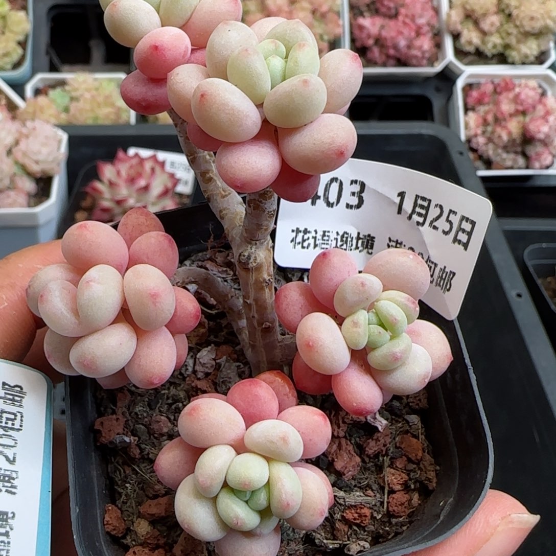 花语逸镜0125-403鱼子酱